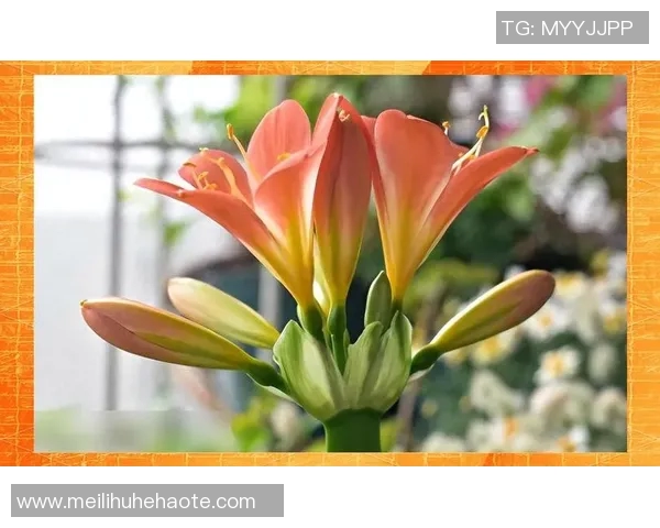花卉种植技巧与经验分享：从土壤选择到日常护理的全面指南